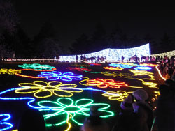 昭和記念公園のイルミネーション