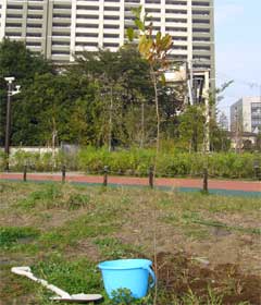 植樹祭苗木
