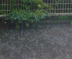 大雨