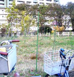 西東京市民まつり