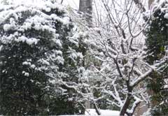 雪