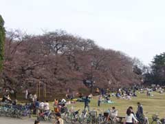 小金井公園開花情報