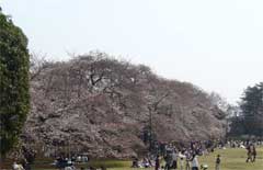 小金井公園開花情報