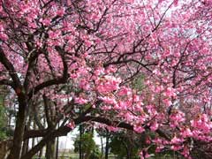 小金井公園開花情報