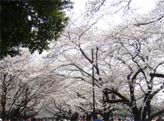 所沢航空記念公園花見