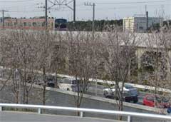 幕張さくら広場