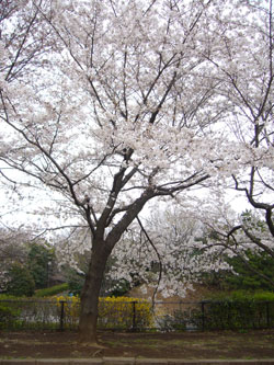 航空公園のお花見