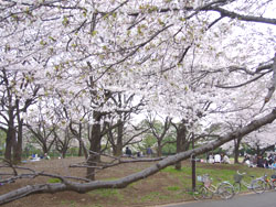 航空公園のお花見