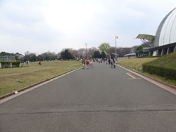 航空公園のお花見