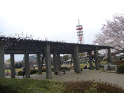 航空公園のお花見