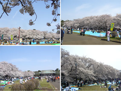 小金井公園お花見