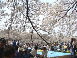 小金井公園お花見