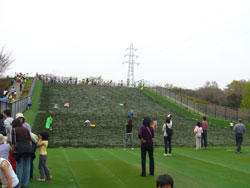 小金井公園お花見