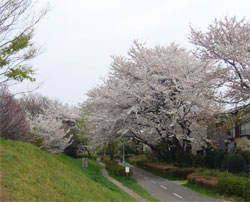 小金井公園桜