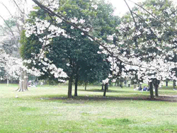 小金井公園桜