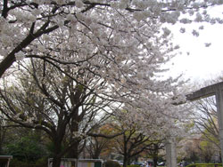 小金井公園桜