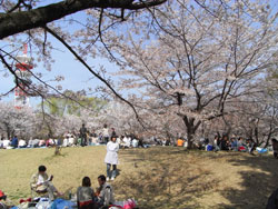 お花見in所沢航空記念公園