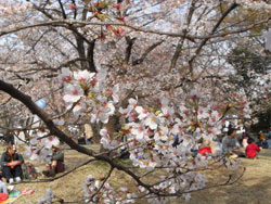 お花見in所沢航空記念公園