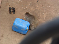 旭山動物園