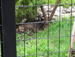 旭山動物園