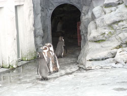 旭山動物園