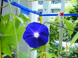 朝顔の観察 8月3日~8月9日