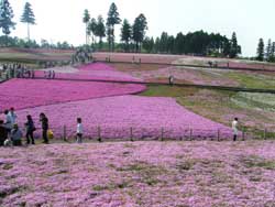 芝桜