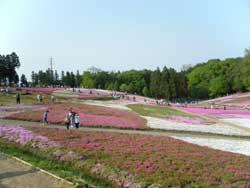芝桜