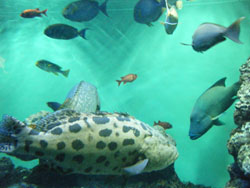 葛西臨海公園水族館<br />
