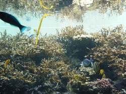 葛西臨海公園水族館<br />
