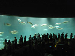 葛西臨海公園水族館<br />
