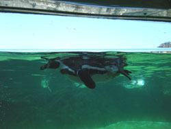 葛西臨海公園水族館<br />
