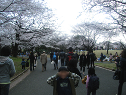 お花見in所沢航空公園