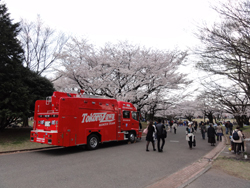 お花見in所沢航空公園